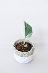 Scindapsus green moonlight variegata
